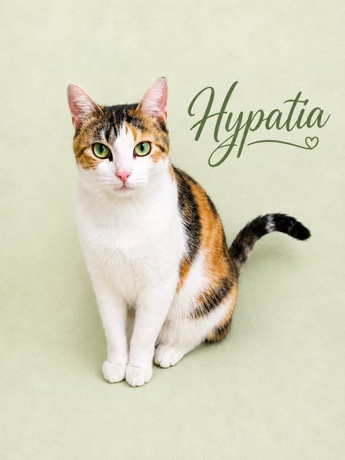 HYPATIA (FCID# 03/13/2026-105 WILLOW GROVE, PA) - Calico available for adoption