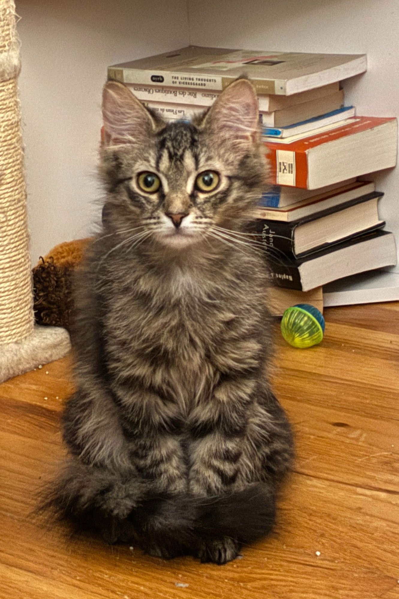 WILLOW (DLH) W/ ONYX (FCID# 12/01/2025 - 3) C - Domestic Long Hair / Tabby available for adoption