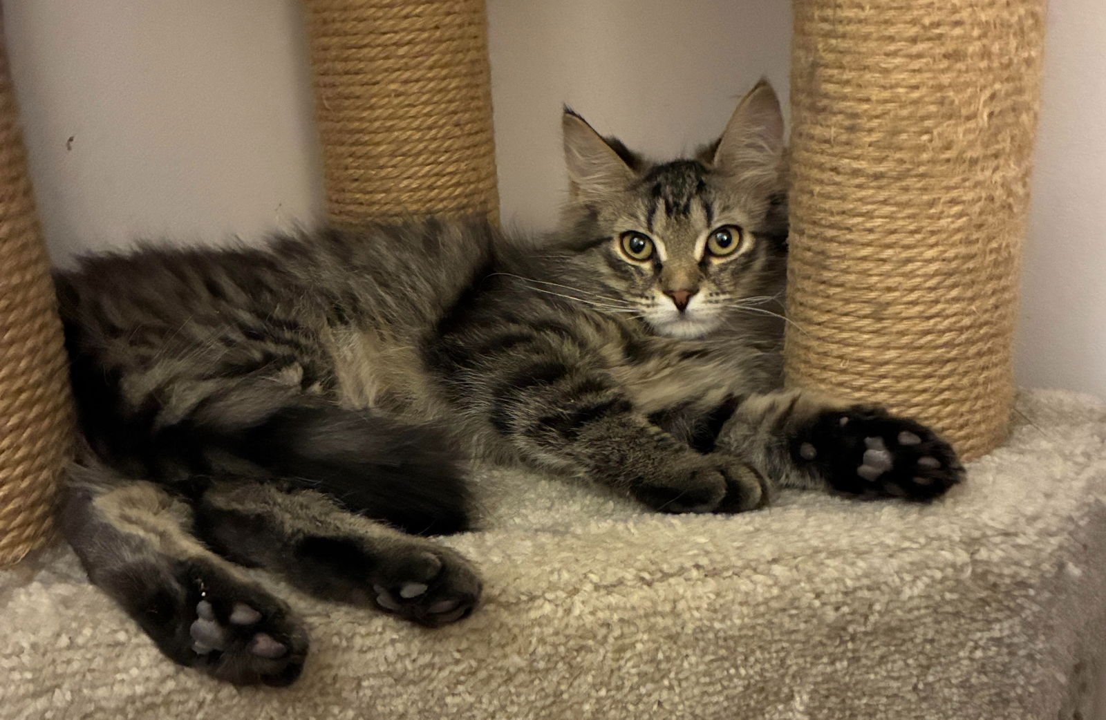 WILLOW (DLH) W/ ONYX (FCID# 12/01/2025 - 3) C - Domestic Long Hair / Tabby available for adoption