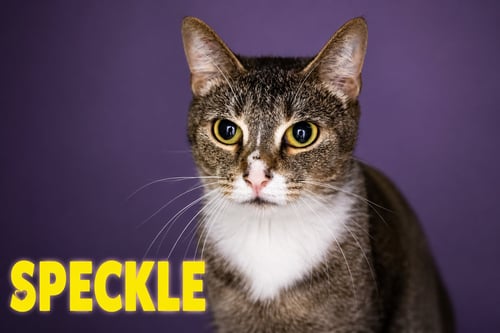 SPECKLE (FCID# 06/22/2026 - 11 TRAINER) - Tabby available for adoption