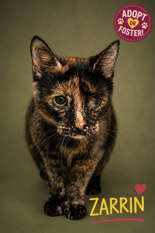 ZARRIN (FCID# 08/04/2026 - 32 TRAINER) - Tortoiseshell available for adoption