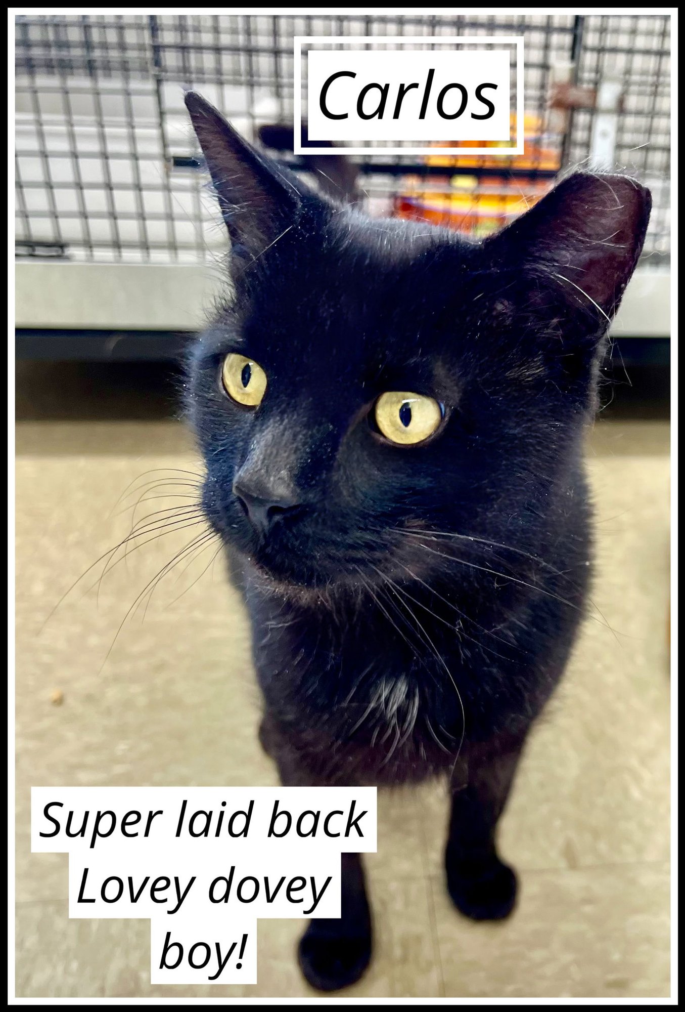 CARLOS (FCID# 01/06/2026 - 408) WILLOW GROVE - Domestic Short Hair available for adoption