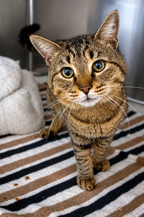 HOUSTON (FCID# 05/28/2026 - 54 TRAINER) - Tabby available for adoption