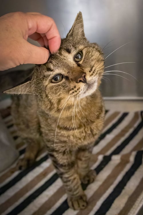 HOUSTON (FCID# 05/28/2026 - 54 TRAINER) - Tabby available for adoption