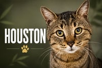 Houston (FCID# 05/28/2026 - 54 Trainer) - Photo 3