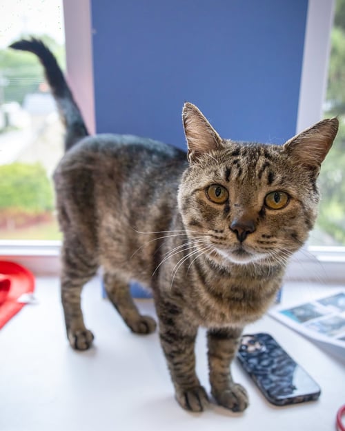 HOUSTON (FCID# 05/28/2026 - 54 TRAINER) - Tabby available for adoption