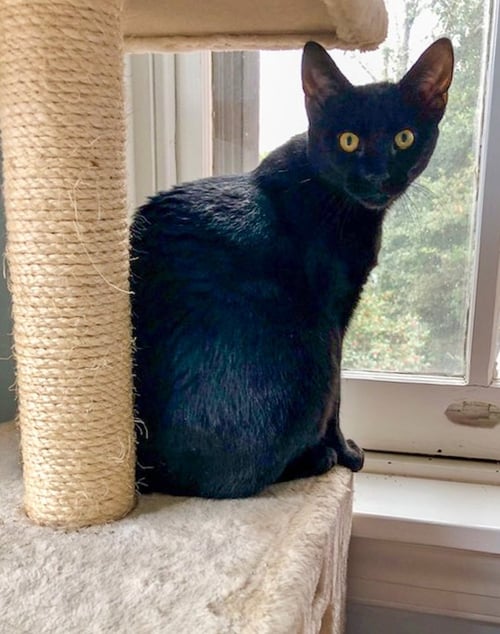 FELICIA (FCID# 08/20/2025 - 76) - Domestic Short Hair for adoption in Wilmington