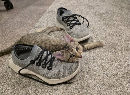 ROO (FCID# 06/09/2026 - 38 GLEN MILLS FOSTER) - Domestic Short Hair available for adoption
