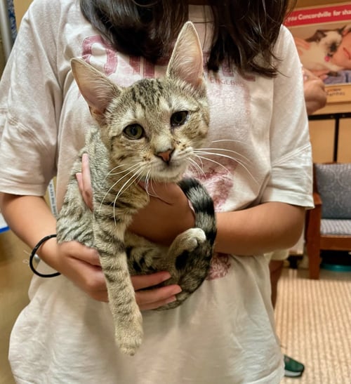ROO (FCID# 06/09/2026 - 38 GLEN MILLS FOSTER) - Domestic Short Hair available for adoption