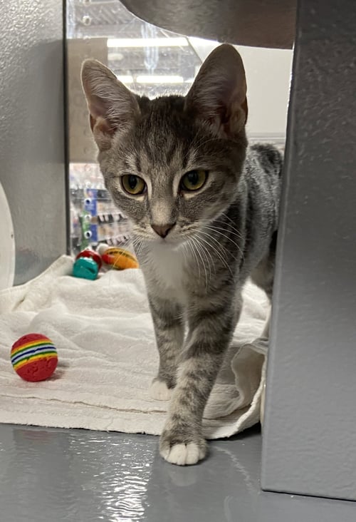 YENNIFER (FCID# 07/28/2026 - 2 WEST CHESTER PS) DC - Tabby available for adoption
