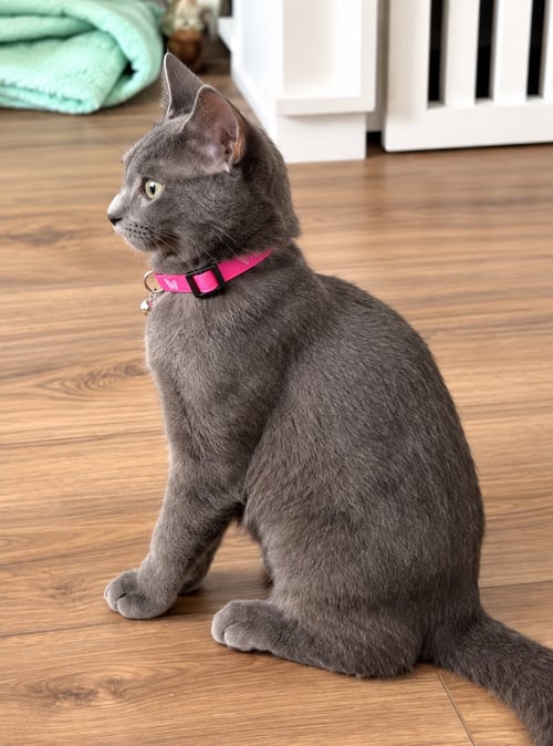 SUEDE WILLOW GROVE AREA FCID# 07/28/2026-6 - Domestic Short Hair available for adoption