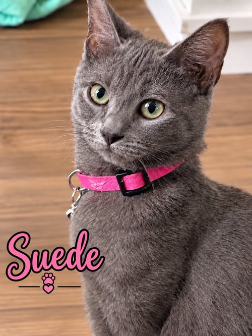 SUEDE WILLOW GROVE AREA FCID# 07/28/2026-6 - Domestic Short Hair available for adoption