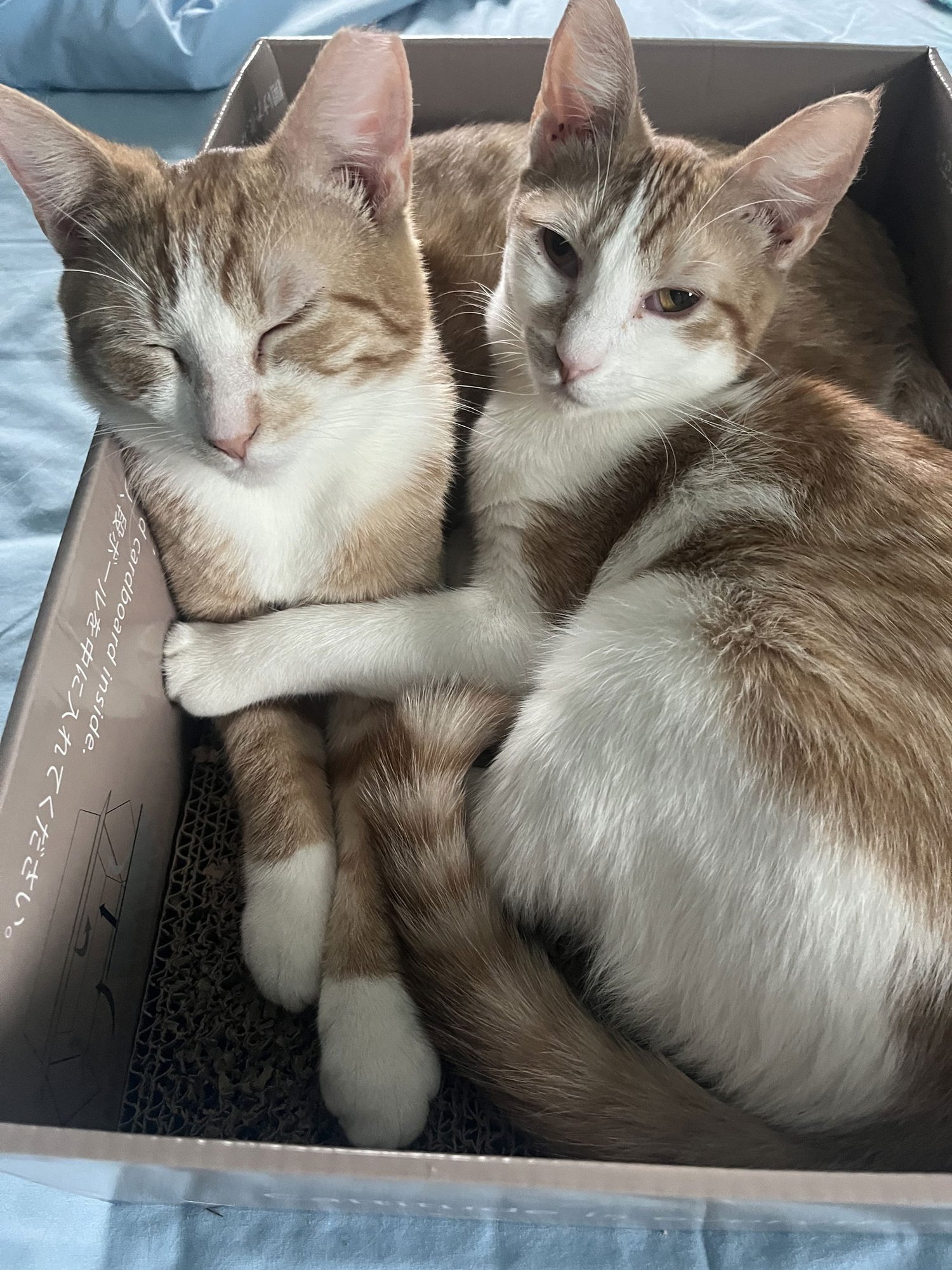 SONNY & CHER: BONDED (FCID# 09/08/25-66, 9/17/25-1 - Domestic Short Hair available for adoption