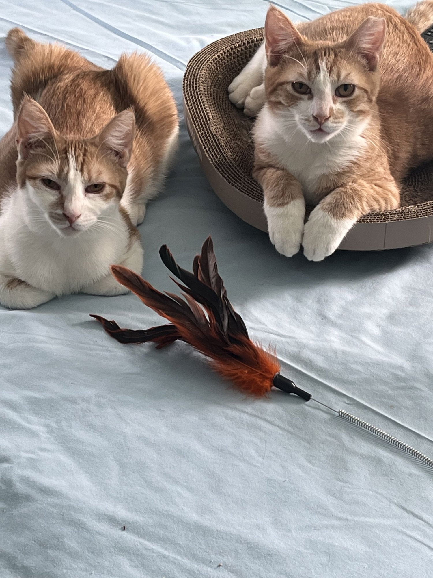 SONNY & CHER: BONDED (FCID# 09/08/25-66, 9/17/25-1 - Domestic Short Hair available for adoption
