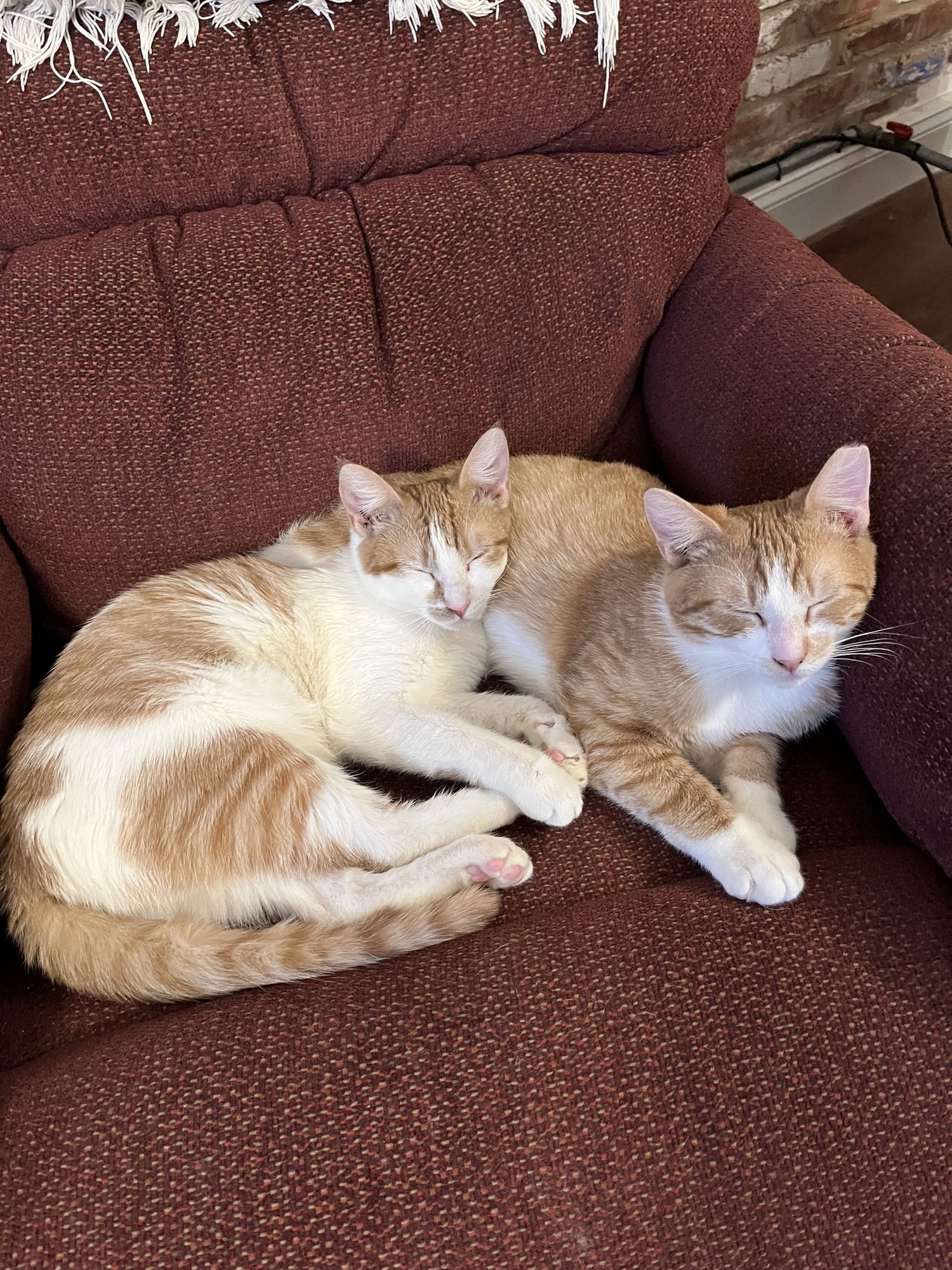 Sonny & Cher: bonded (FCID# 09/08/25-66, 9/17/25-1 - Photo 3