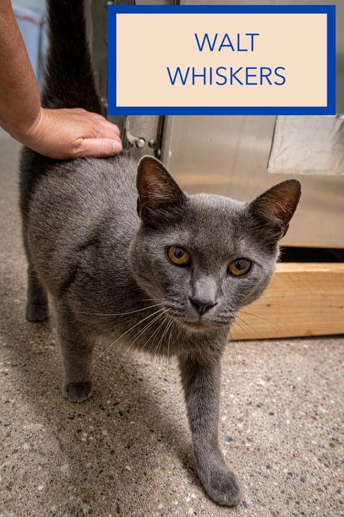WALT WHISKERS (FCID# 07/20/2026 - 1 TRAINER) - Domestic Short Hair available for adoption