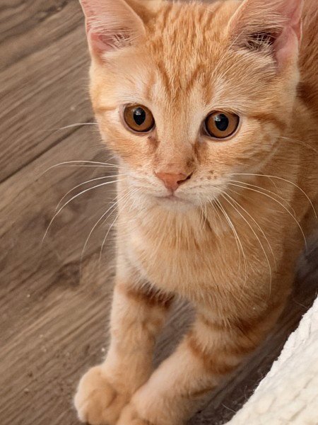 CLEMENTINE WILLOW GROVE PA AREA 07/28/2026 - 8 - Tabby / Domestic Short Hair available for adoption