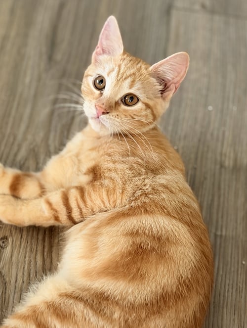 CLEMENTINE WILLOW GROVE PA AREA 07/28/2026 - 8 - Tabby / Domestic Short Hair available for adoption