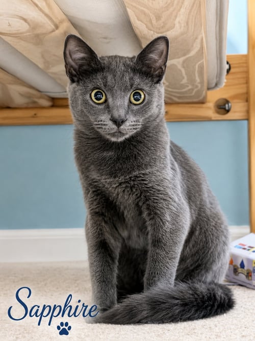 SAPPHIRE, WILLOW GROVE, (FCID# 07/21/2026-115) - Domestic Short Hair available for adoption