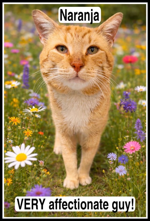 NARANJA (FCID#03/27/2026 - 103) WILLOW GROVE - Tabby available for adoption