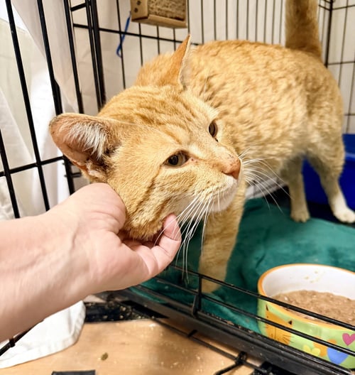 NARANJA (FCID#03/27/2026 - 103) WILLOW GROVE - Tabby available for adoption
