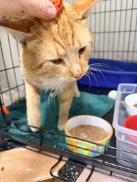 Naranja (FCID#03/27/2026 - 103) Willow Grove - Photo 4