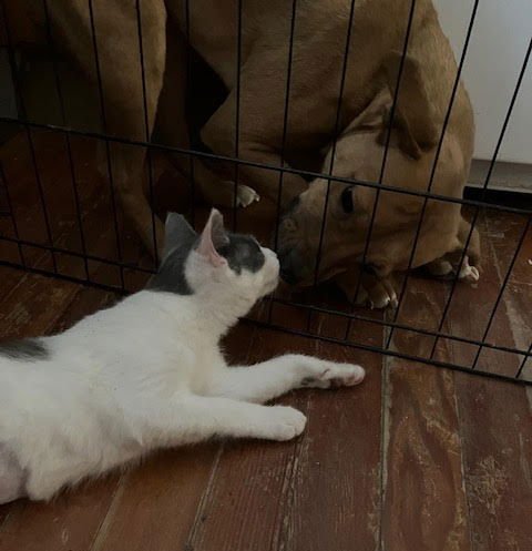 ELSA (FCID# 01/14/2026 - 1) DC - Domestic Short Hair available for adoption