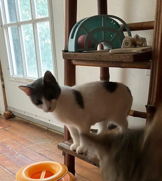 Elsa (FCID# 01/14/2026 - 1) DC - Photo 3