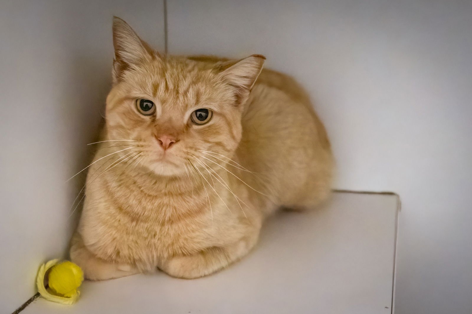 DRIFTER W/FRANCINE (FCID 2/02/26-12 BROOKHAVEN PS) - Tabby available for adoption
