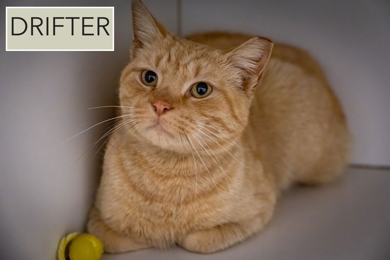 DRIFTER W/FRANCINE (FCID 2/02/26-12 BROOKHAVEN PS) - Tabby available for adoption