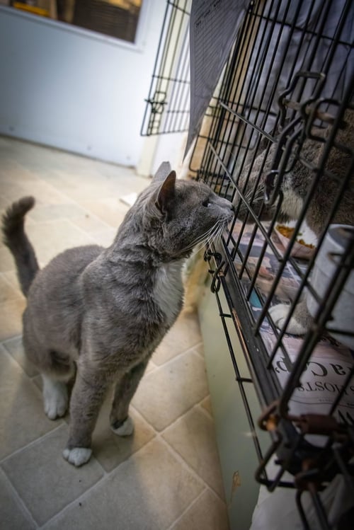 DUTCH (FCID# 05/13/2026 - 66 TRAINER) - Tuxedo available for adoption