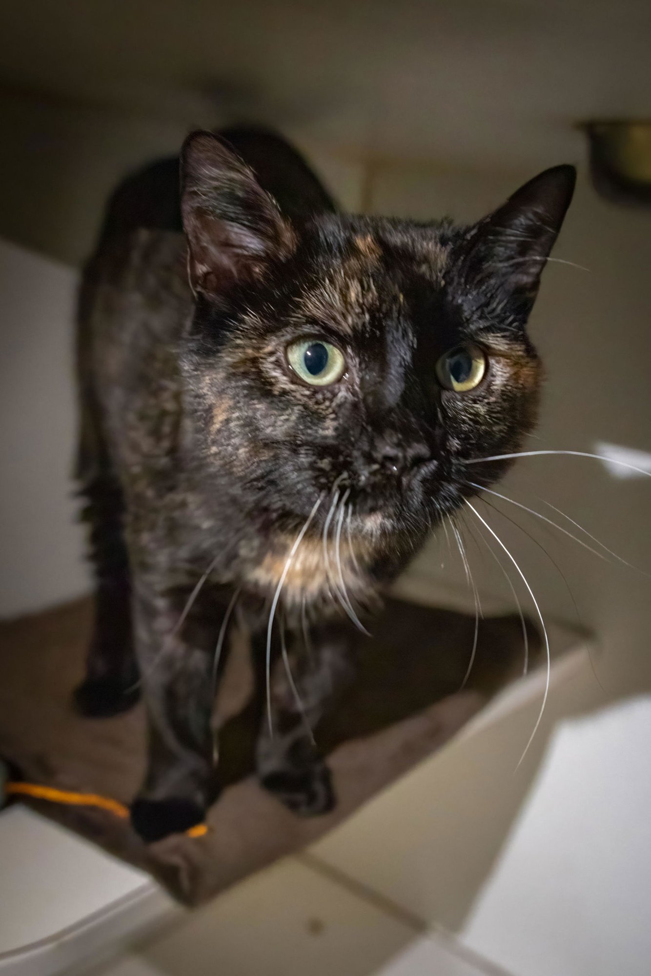 COPPER (FCID# 03/05/2026 - 63 BRANDYWINE PS) C - Tortoiseshell available for adoption