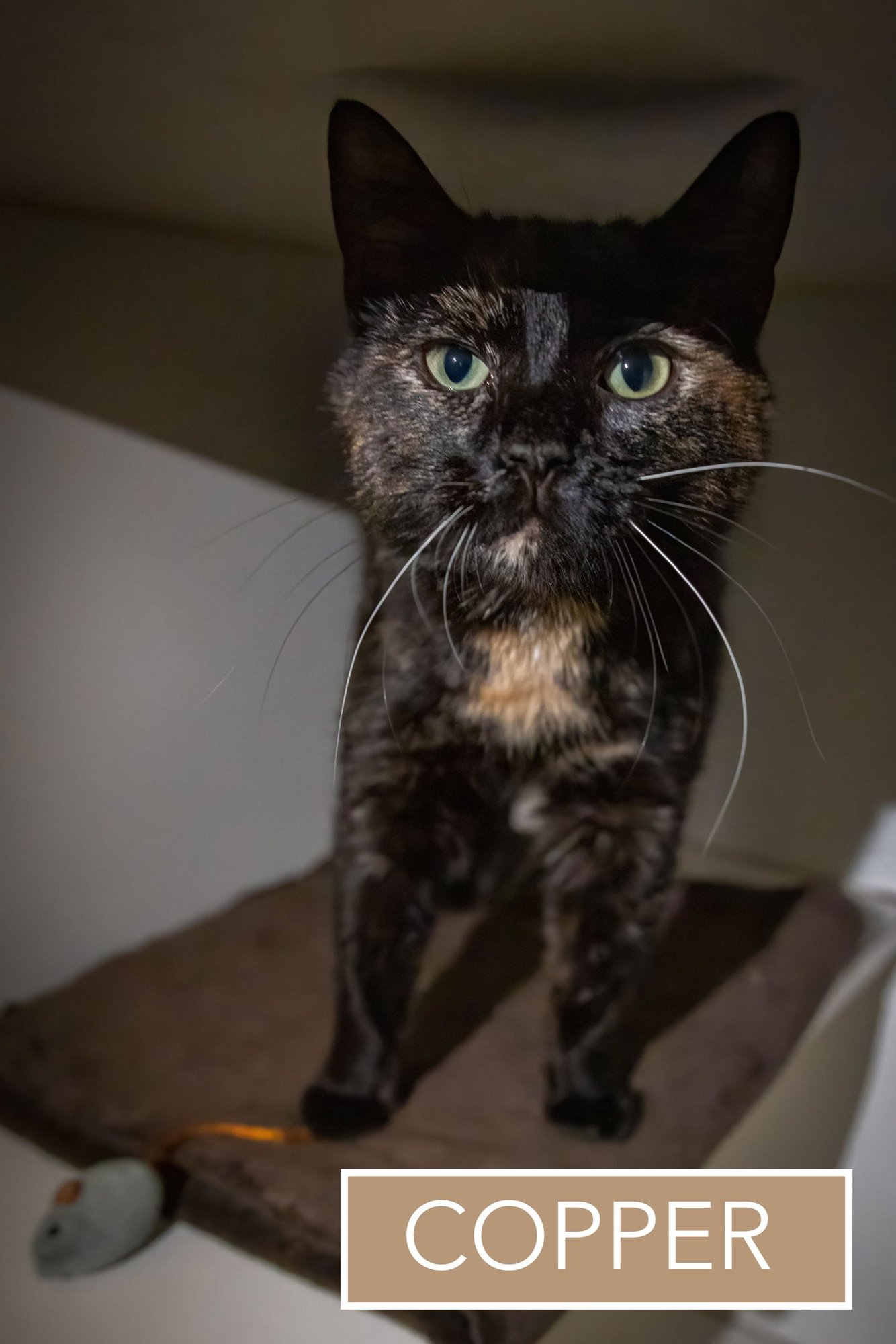 COPPER (FCID# 03/05/2026 - 63 BRANDYWINE PS) C - Tortoiseshell available for adoption