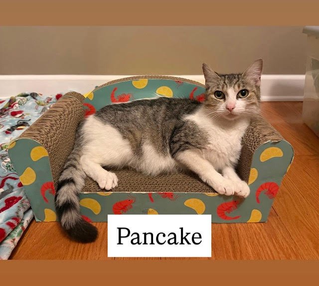 PANCAKE (FCID# 01/14/2026 - 3) C - Tabby / Tuxedo available for adoption