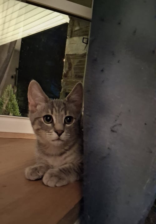 COMET W/ROCKET, WILLOW GROVE, (FCID 8/5/2026-155) - Domestic Short Hair available for adoption
