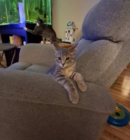 COMET W/ROCKET, WILLOW GROVE, (FCID 8/5/2026-155) - Domestic Short Hair available for adoption