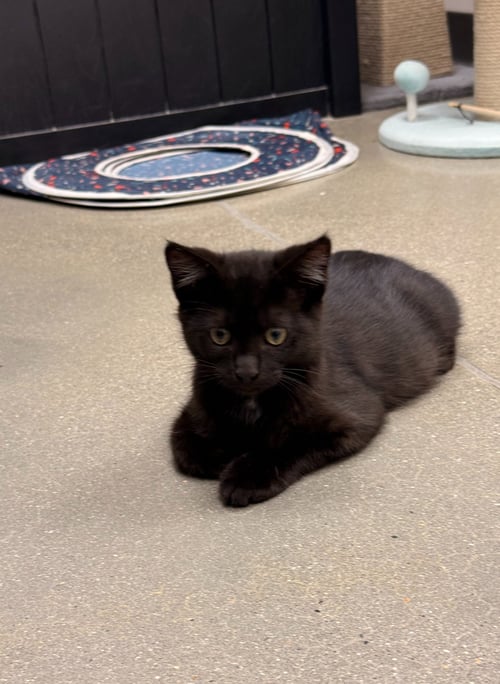 MASON W/MAIZEE (F) (FCID 5/18/26-68,67 MIDDLETOWN - Domestic Short Hair available for adoption