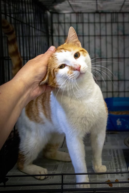 TINKER & TAILOR: BONDED (05/15/26-23,40 TRAINER) - Tabby available for adoption