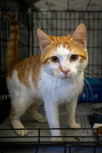 Tinker & Tailor: Bonded (05/15/26-23,40 Trainer) - Photo 3