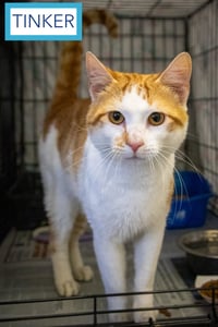 Tinker & Tailor: Bonded (05/15/26-23,40 Trainer) - Photo 4