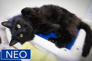 NEO: DMH (FCID# 12/08/2025-9 GLEN MILLS FOSTER) C - Domestic Medium Hair available for adoption
