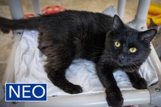 NEO: DMH (FCID# 12/08/2025-9 GLEN MILLS FOSTER) C - Domestic Medium Hair available for adoption