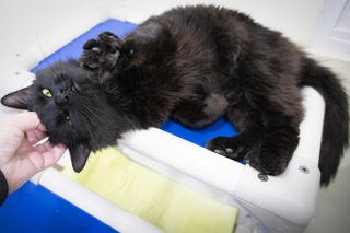 Neo: DMH (FCID# 12/08/2025-9 Glen Mills foster) C - Photo 3