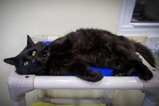 Neo: DMH (FCID# 12/08/2025-9 Glen Mills foster) C - Photo 4