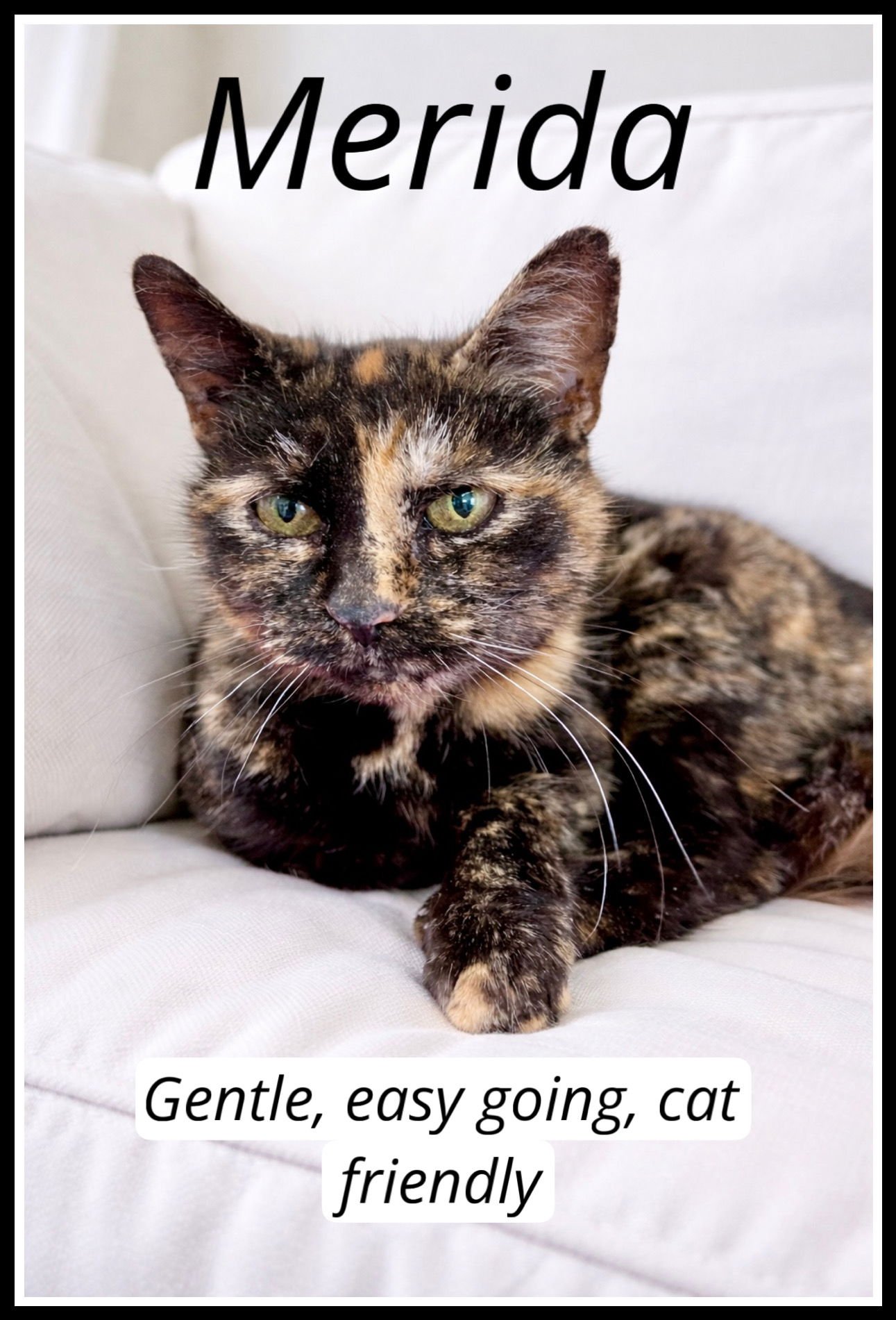 MERIDA (FCID# 01/09/2026 - 108) WILLOW GROVE - Tortoiseshell available for adoption