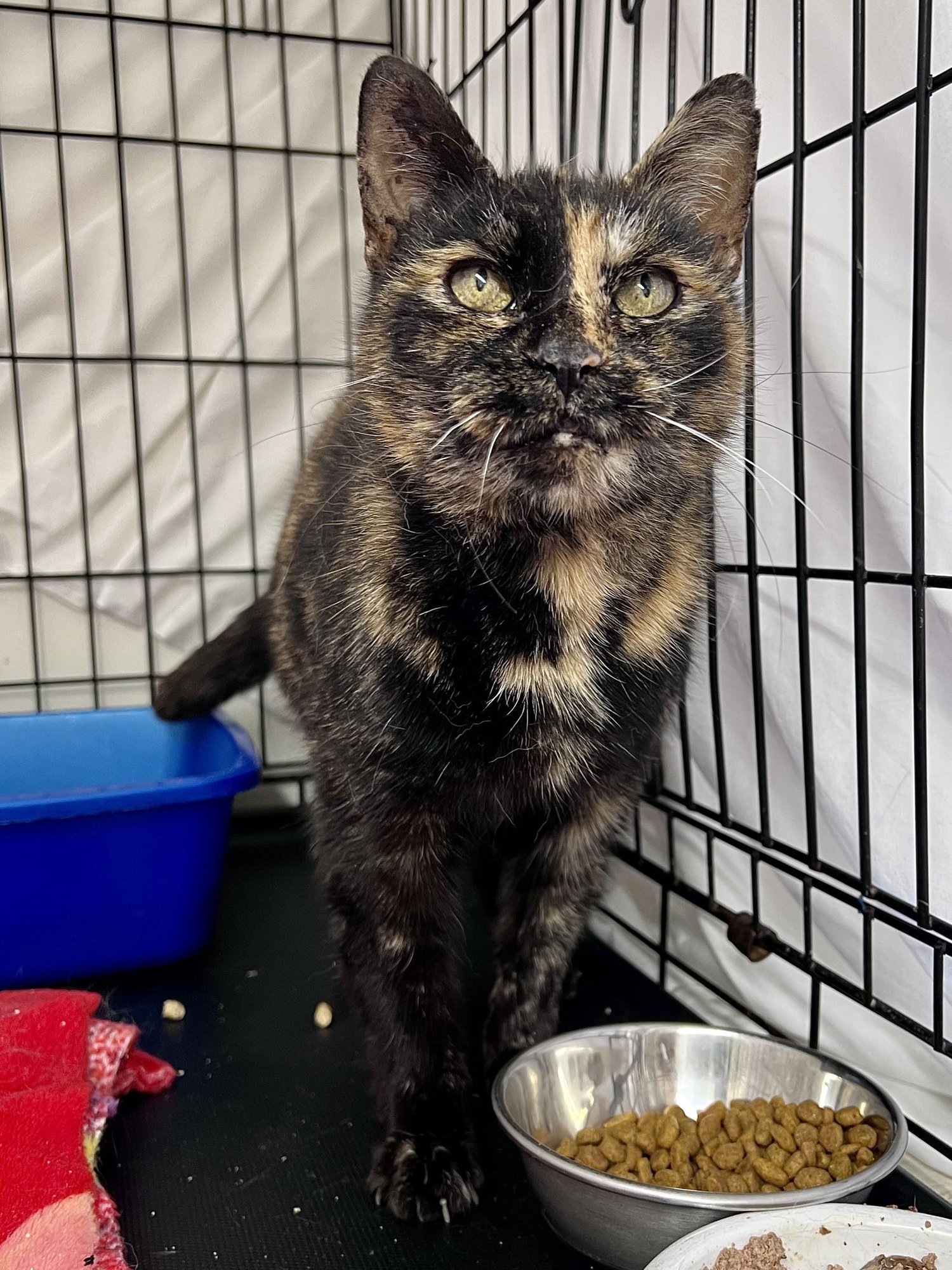 MERIDA (FCID# 01/09/2026 - 108) WILLOW GROVE - Tortoiseshell available for adoption