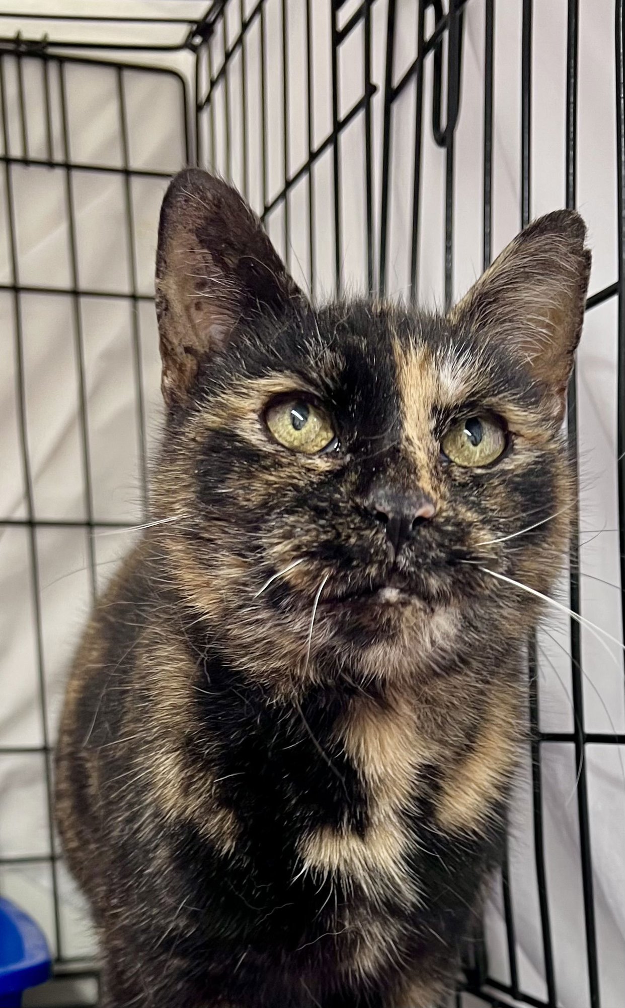 Merida (FCID# 01/09/2026 - 108) Willow Grove - Photo 3