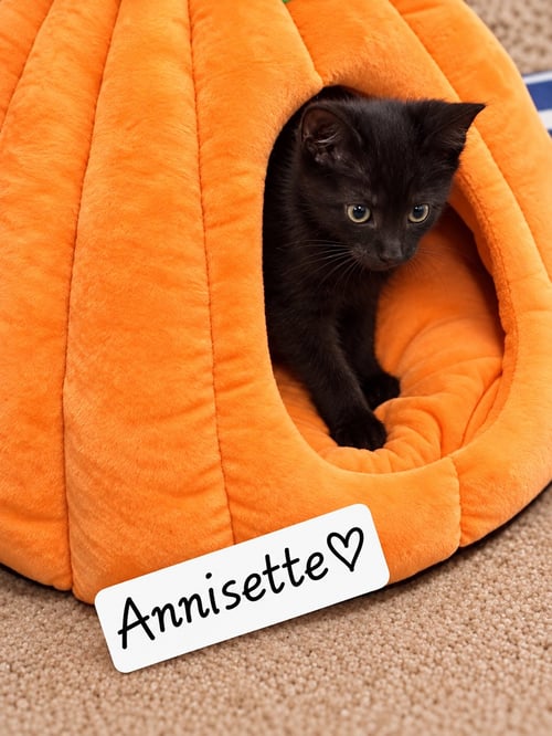 ANISETTE (FCID# 09/02/2026 0 3 BRANDYWINE PS) C - Domestic Short Hair for adoption in Wilmington