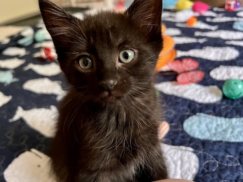 VICTORIA (FCID# 6/09/2026 - 4) - Domestic Short Hair available for adoption