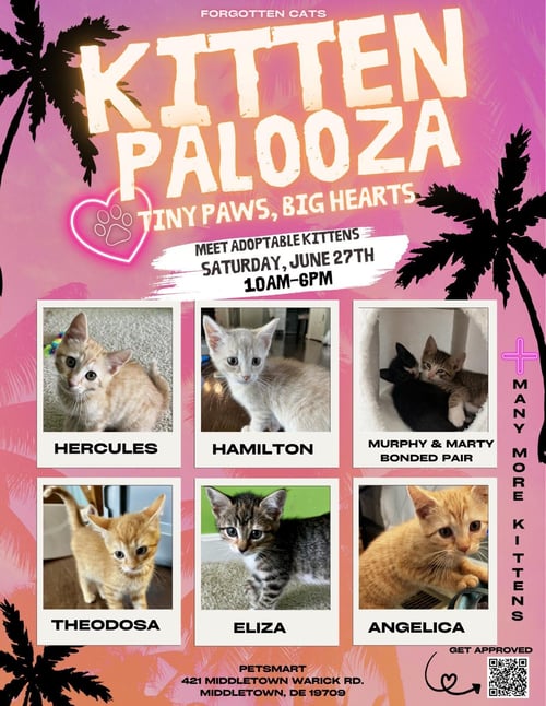 VICTORIA (FCID# 6/09/2026 - 4) - Domestic Short Hair available for adoption